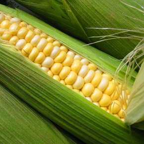 Выращиваем кукурузу сами