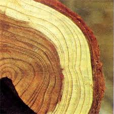 Основные свойства древесины, используемой при строительстве деревянных домов
