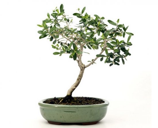 �������� ����: ����� �������� �������?