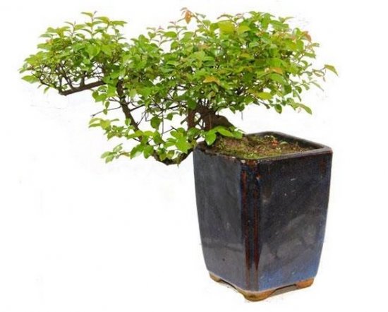 �������� ����: ����� �������� �������?