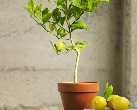 �������� ����: ����� �������� �������?