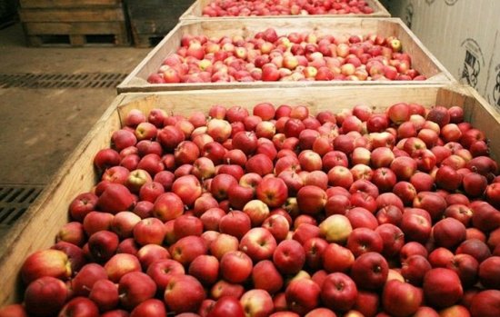 Витамины зимой: правильное хранение яблок