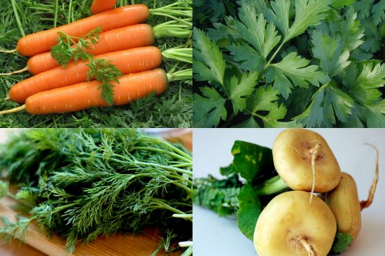 Семена овощей: как высаживать правильно?