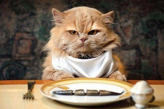 Чем кормить котов? Натуральными продуктами или кормом? Чем кормить котов? Натуральными продуктами или кормом?