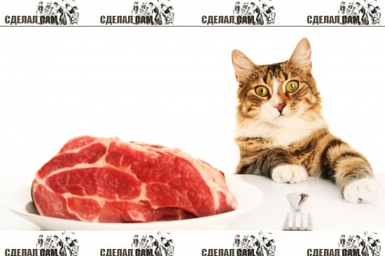 Чем кормить котов? Натуральными продуктами или кормом?