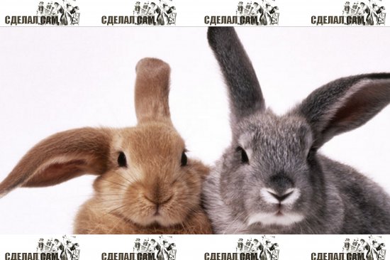 Кролиководство – это прибыльный бизнес?