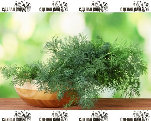 Как вырастить укроп на подоконнике? Как вырастить укроп на подоконнике?