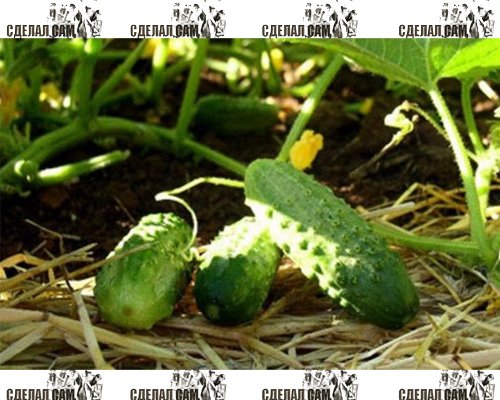 Грядки для выращивания огурцов Грядки для выращивания огурцов