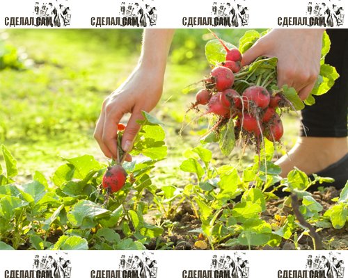 Сажаем редиску Сажаем редиску