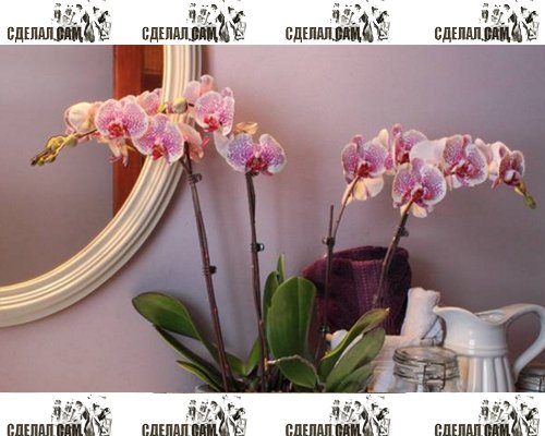 Цветок орхидея: наполняем дом гармонией 