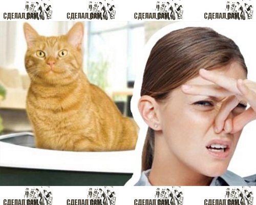 Как легко избавиться от кошачьего запаха в квартире?