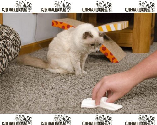 Как легко избавиться от кошачьего запаха в квартире?