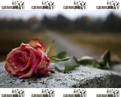 Родительский день: многолетние цветы для кладбища