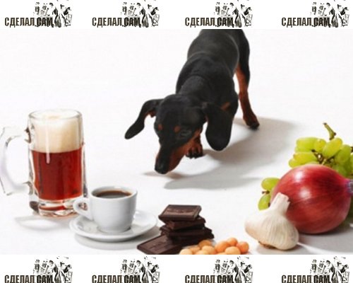 Какая еда вредна для собак? Какая еда вредна для собак?