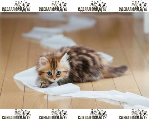 Как приучить котенка к лотку? Как приучить котенка к лотку?