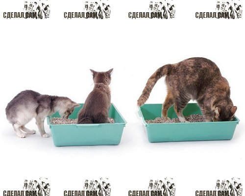 Как приучить котенка к лотку? Как приучить котенка к лотку?