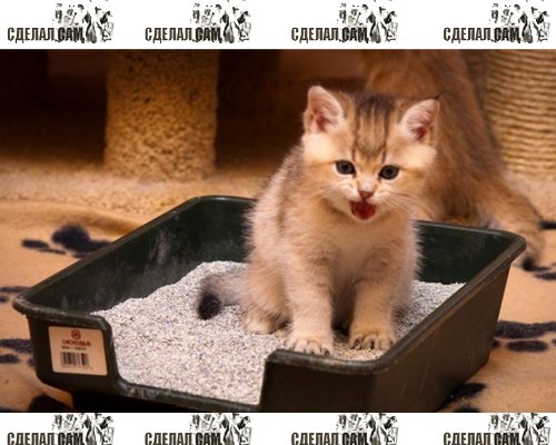 Как приучить котенка к лотку? Как приучить котенка к лотку?