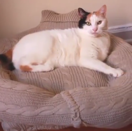 Шикарный лежак для кошки из свитера 