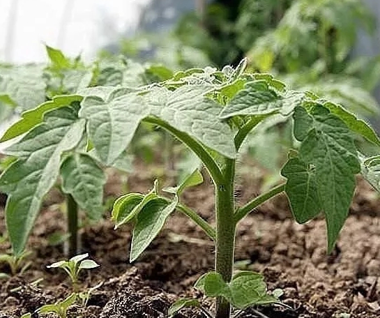 Правила выращивания помидорной рассады