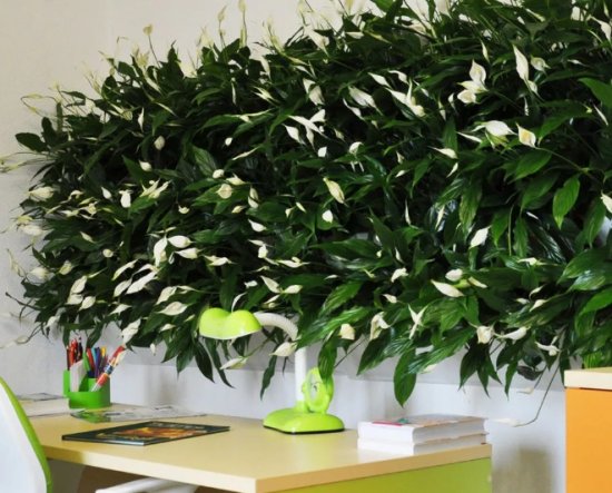 ���� ������ � ��������� - ��������� ��������