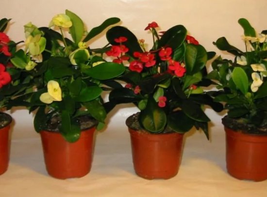 ���� ������ � ��������� - ��������� ��������