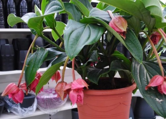 ���� ������ � ��������� - ��������� ��������