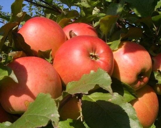 Разведение яблонь в Алтайском крае