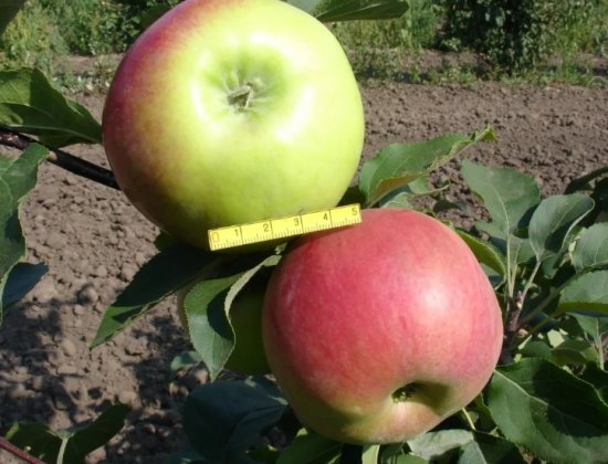 ���������� ������ � ��������� ����