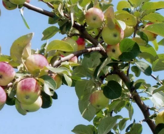 Разведение яблонь в Алтайском крае