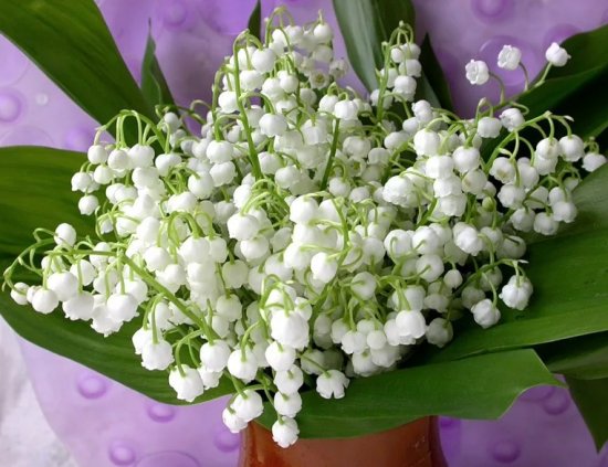 ����� ������� ������� ��� �������