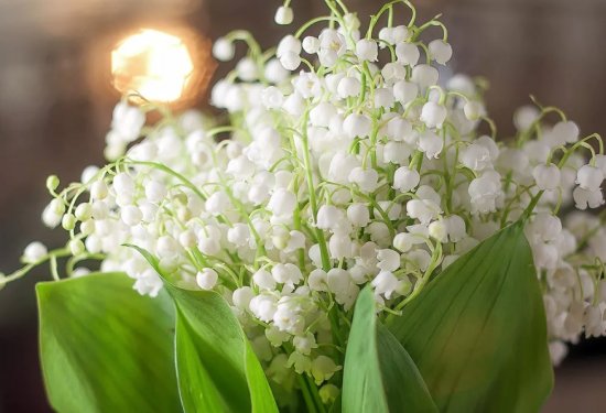 ����� ������� ������� ��� �������