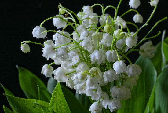 ����� ������� ������� ��� �������