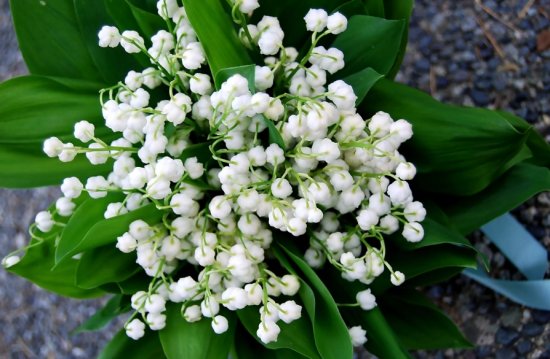 ����� ������� ������� ��� �������