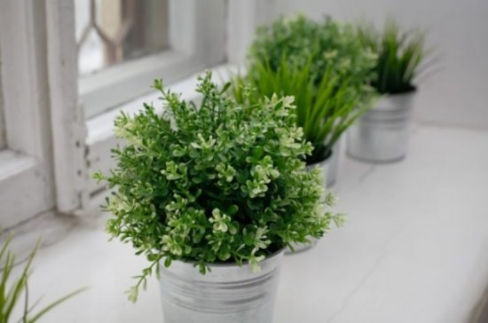 ����������� ��������� ���� �� �����������