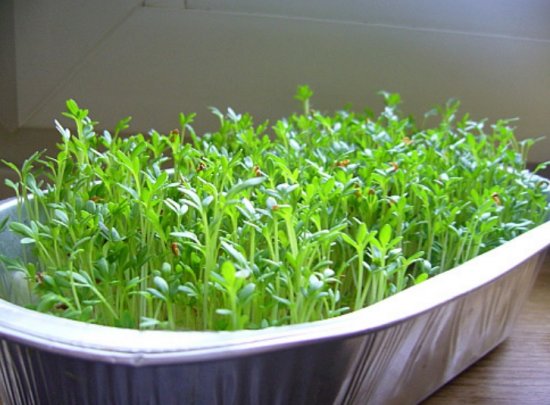 Выращивание ароматных трав на подоконнике