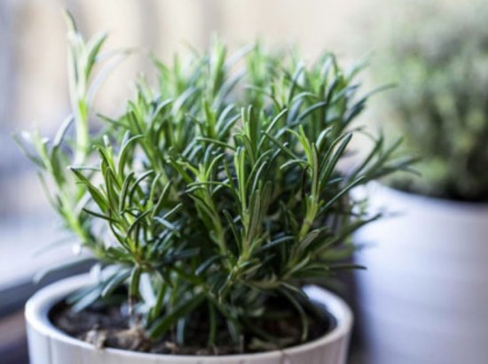 ����������� ��������� ���� �� �����������