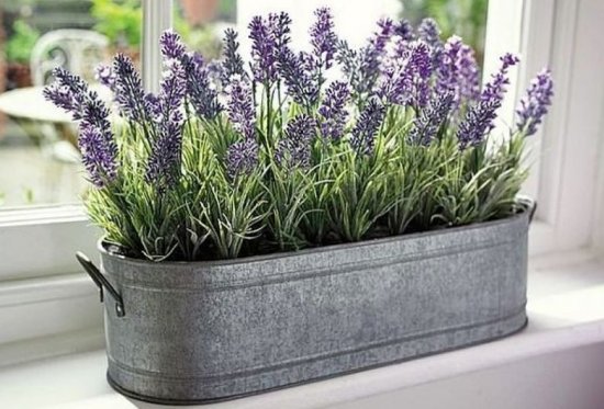 ����������� ��������� ���� �� �����������